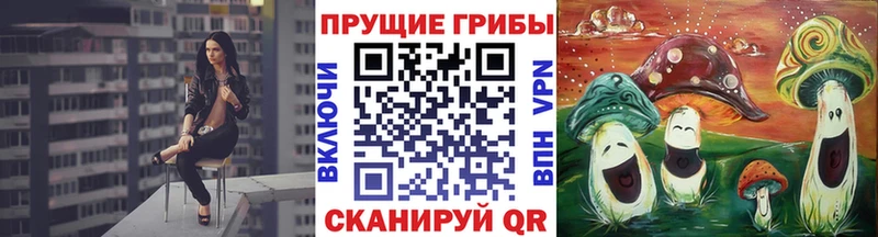 купить наркотик  Балтийск  Псилоцибиновые грибы GOLDEN TEACHER 